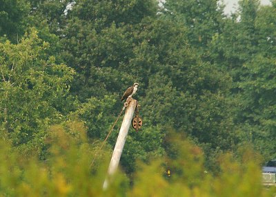 OSPREY . THE CLYST ESTUARY . TOPSHAM . DEVON . 5 . 9 . 2014