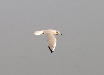 BLACK-HEADED GULL . THE CLYST ESTUARY . TOPSHAM . DEVON . 5 . 9 . 2014