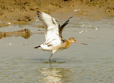 BLACK-TAILED GODWIT ( Juvenile ) ( Limosa limosa ) . BOWLING GREEN MARSH . TOPSHAM . DEVON . 6 . 9 . 2014