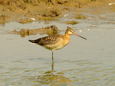 BLACK-TAILED GODWIT ( Juvenile ) ( Limosa limosa ) . BOWLING GREEN MARSH . TOPSHAM . DEVON . 6 . 9 . 2014