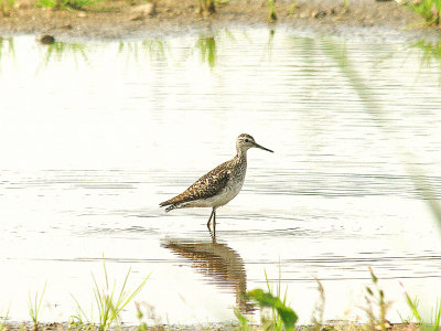 WOOD SANDPIPER . THE CRANBROOKE NATURE RESERVE . DEVON . 7 . 9 . 2014