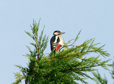 GREAT SPOTTED WOODPECKER ( Dendrocopos major ) . DAWLISH WARREN . DEVON . 8 . 9 . 2014