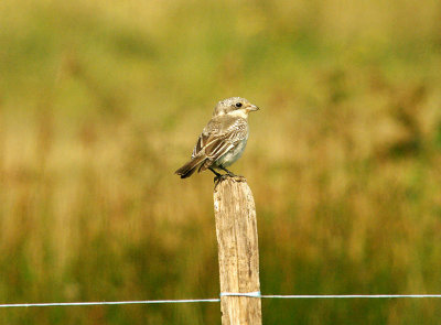 WOODCHAT SHRIKE ( Juvenile ) , DAWLISH WARREN , DEVON , 8 , 9 , 2014