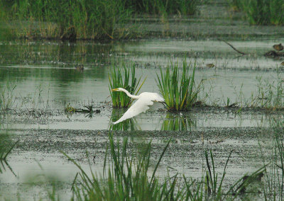 GREAT WHITE EGRET . HAM WALL . SOMERSET . ENGLAND . 12 . 9 . 2014