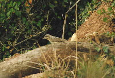 EURASIAN WRYNECK , ORCOMBE POINT , EXMOUTH , DEVON , 18 , 9 , 2014