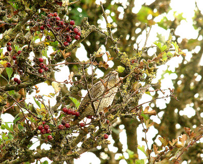 EURASIAN WRYNECK . ORCOMBE POINT . EXMOUTH . DEVON . 18 . 9 . 2014