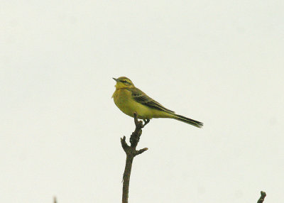 YELLOW WAGTAIL . ORCOMBE POINT . EXMOUTH . DEVON . 18 . 9 . 2014