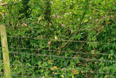 RED-BREASTED FLYCATCHER ( Juvenile ) ( Ficedula parva ) . THE BRISTOL SCHOOLS CAMP . EXMOUTH . DEVON . 20 . 9 . 2014