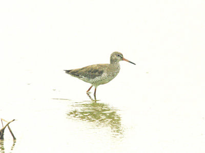 COMMON REDSHANK ( Tringa totanus ) . BOWLING GREEN MARSH . TOPSHAM . DEVON . 15 . 9 . 2014