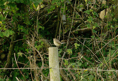 RED-BREASTED FLYCATCHER ( Juvenile ) ( Ficedula parva ) . THE BRISTOL SCHOOLS CAMP . EXMOUTH . DEVON . 21 . 9 . 2014
