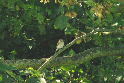 RED-BREASTED FLYCATCHER ( Juvenile ) ( Ficeduls parva ) . THE BRISTOL SCHOOLS CAMP . EXMOUTH . DEVON . 21 . 9 . 2014