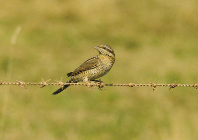 EURASIAN WRYNECK ( Jynz torquilla ) . ORCOMBE POINT . EXMOUTH . DEVON . 22 . 9 . 2014