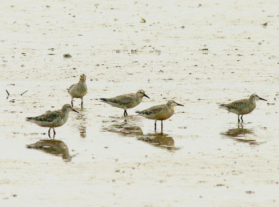 RED KNOT , THE EXE ESTUARY , TOPSHAM , DEVON , 26 , 9 , 2014