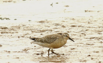RED KNOT ( Calidris canutus ) . THE EXE ESTUARY . TOPSHAM . DEVON . 26 . 9 . 2014