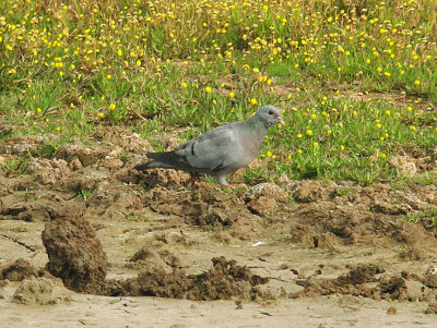 STOCK DOVE , BOWLING GREEN MARSH , TOPSHAM , DEVON , 30 , 9 , 2014