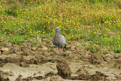 STOCK DOVE . BOWLING GREEN MARSH . TOPSHAM . DEVON . 30 . 9 . 2014