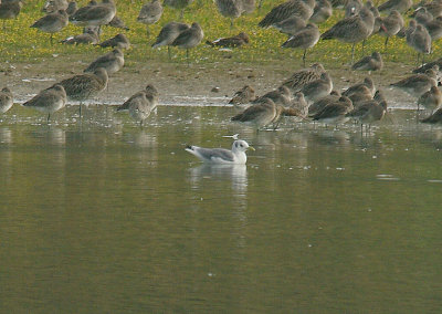 BLACK-LEGGED KITTIWAKE ( Rissa tridacyla ) . BOWLING GREEN MARSH . TOPSHAM . DEVON . 30 . 9 . 2014