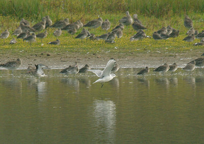 BLACK-LEGGED KITTIWAKE ( Rissa tridactyla ) . BOWLING GREEN MARSH . TOPSHAM . DEVON . 30 . 9 . 2014
