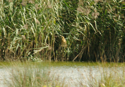 BITTERN . BOWLING GREEN MARSH . TOPSHAM . DEVON 2 . 10 . 2014