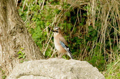 EURASIAN JAY . TOPSHAM CEMETERY . DEVON . 10 . 10 . 2014