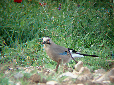 EURASIAN JAY . OVACIK . TURKEY. 19 . 4 . 2008 
