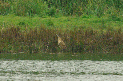 BITTERN . BOWLING GREEN MARSH . TOPSHAM . DEVON . 13 . 10 . 2014 