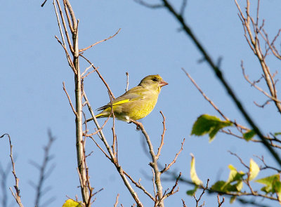 EUROPEAN GREENFINCH . TOPSHAM CEMETERY . DEVON . 15 . 10 . 2014.JPG