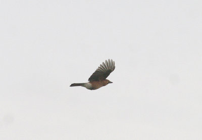 JAY . TOPSHAM CEMETERY . DEVON . 17 . 10 . 2014 .