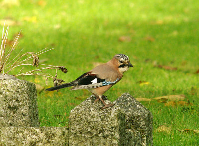 EURASIAN JAY ( Garrulus glandarius ) . TOPSHAM CEMETERY . DEVON . 17 / 10 / 2014