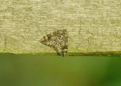 COMMON MARBLED CARPET ( Chloroclysta truncata ) . EXMINSTER MARSHES . DEVON . 14 . 10 . 2014