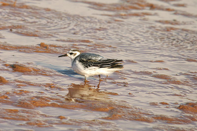 GREY PHALAROPE . THE OTTER ESTUARY . DEVON . 21 . 10 . 2014