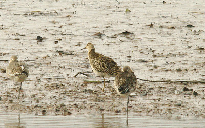 RUFF THE RIVER EXE . TOPSHAM . DEVON . 22 . 10 . 2014
