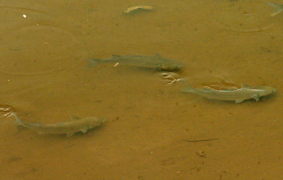 GREY MULLET . THE RIVER EXE . TOPSHAM . DEVON . 22 . 10 . 2014