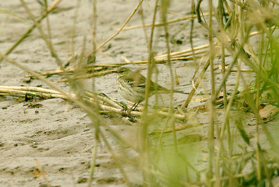 WATER PIPIT ( Anthus spinoletta ) . THE TOPSHAM RECREATION GROUND . DEVON . 22 . 10 . 2014