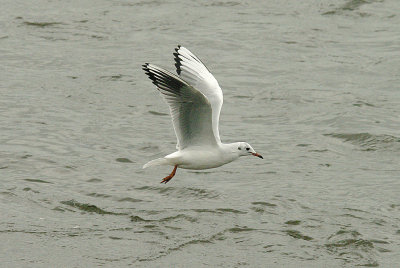 BLACK HEADED GULL . TOPSHAM RECREATION GROUND . DEVON . 22 . 10 . 2014