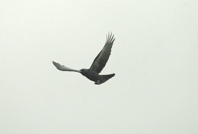 CARRIION CROW . TOPSHAM CEMETERY . DEVON . 24 . 10 . 2014