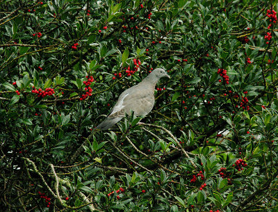 WOOD PIGEON ( Juvenile ) . THE TOPSHAM CEMETERY . DEVON . 24 . 10 . 2014