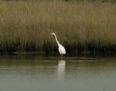 GREAT WHITE EGRET . STEART MARSHES . SOMERSET . ENGLAND . 30 / 10 / 2014