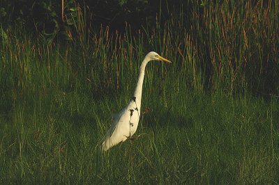 INTERMEDIATE EGRET . Nr KOTU BRIDGE . KOLOLI . GAMBIA . 7 . 11 . 2014