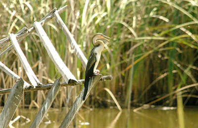AFRICAN DARTER ( Juvenile ) . JACANA POOL . KOLOLI . GAMBIA . 7 . 11 . 2014