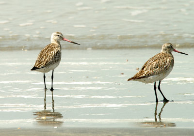 BAR-TAILED GODWIT , TANGI FISHING VILLAGE , GAMBIA , 10 , 11 , 2014