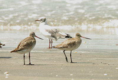 BAR-TAILED GODWIT . TANGI FISHING VILLAGE . GAMBIA . 10 . 11 . 2014