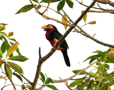 BEARDED BARBET . THE GOLF COURSE . KOLOLI . GAMBIA . 7 . 11 . 2014