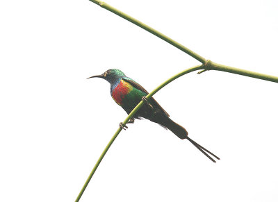 BEAUTIFUL SUNBIRD . ABUKO NATURE RESERVE . GAMBIA . 8 . 11 . 2014