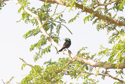 BEAUTIFUL SUNBIRD . THE KOTU BRIDGE AREA . KOLOLI . GAMBIA . 7 . 11 . 2014