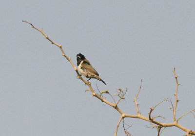 BRONZE MANNIKIN . KOTU BRIDGE . KOLOLI . GAMBIA . 7 . 11 . 2013 