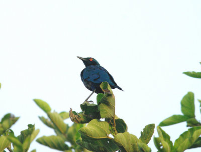 BRONZE-TAILED GLOSSY STARLING . THE PALMA RIMA HOTEL . GAMBIA . 10 . 11 . 2014