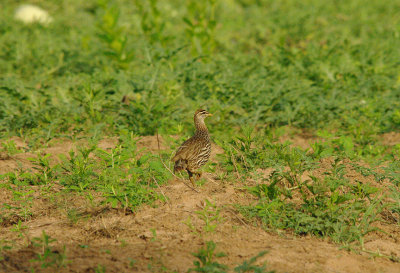 DOUBLE-SPURRED FRANKOLIN . THE KULORA AREA . GAMBIA . 9 . 11 . 2013