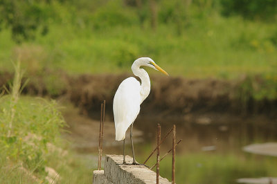 GREAT WHITE EGRET . THE LAMIN RICE FIELDS . GAMBIA . 8 . 11 . 2014