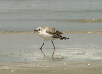 GREY-HEADED GULL ( Juvenile ) . TANGI FISHING VILLAGE . GAMBIA . 10 . 11 . 2014